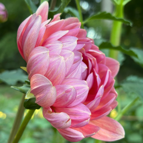 Hollyhill Daydream Dahlia Tuber