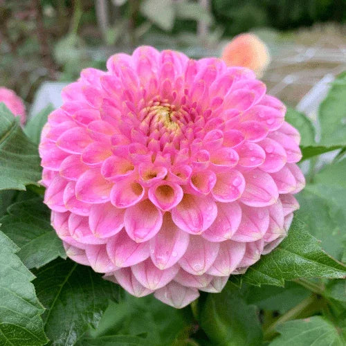 20th Ave Softer Peach Bulk (5 Tubers) - Dahlia Flowers In Bloom
