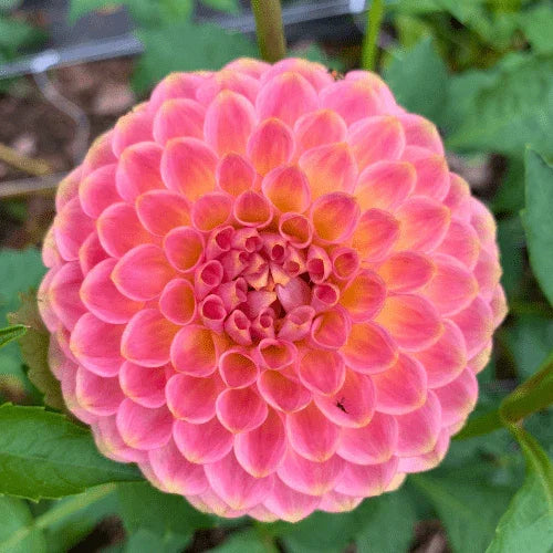 20th Ave Softer Peach Bulk (5 Tubers) - Dahlia Flowers In Bloom