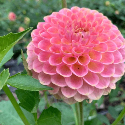 20th Ave Softer Peach Bulk (5 Tubers) - Dahlia Flowers In Bloom