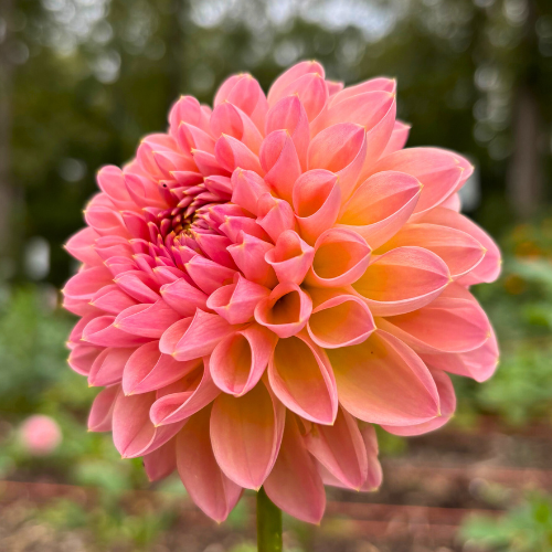 Barbarry Dominion Dahlia Tuber