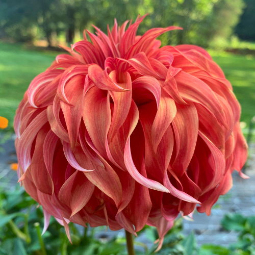 Bloomquist Jean Dahlia Tuber - Dahlia Flowers In Bloom