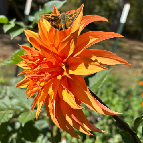 Bloomquist Snickerdoodle Dahlia Tuber