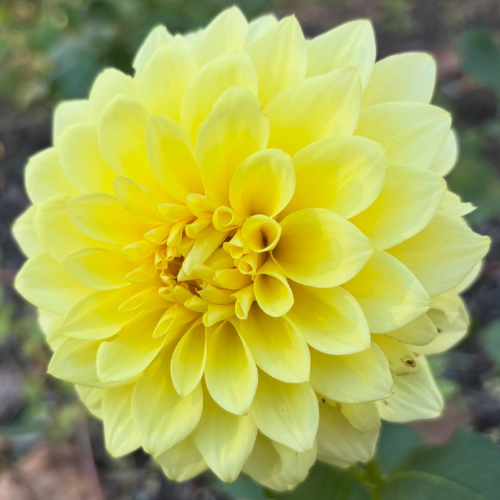Bloomquist Barbara Dahlia Tuber