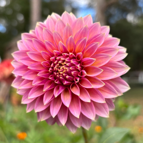 Bloomquist Mojo Dahlia