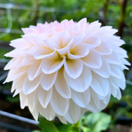 Bloomquist Tory P Dahlia Tuber - Dahlia Flowers In Bloom