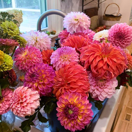 Bouquets and Buckets Dahlias