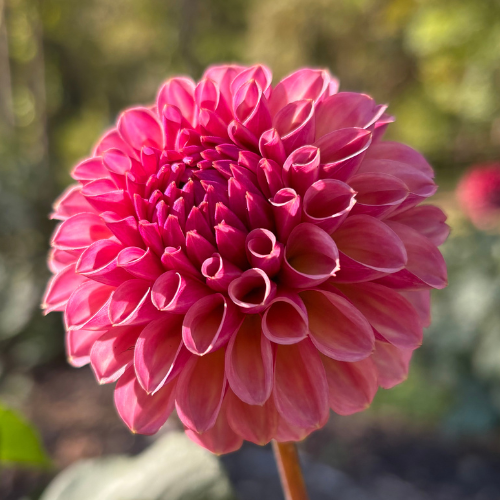 Bracken Rose Dahlia Tuber