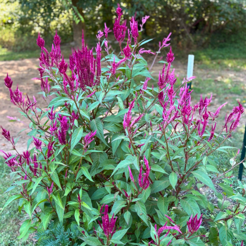Celosia Seed
