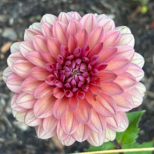 Chateau De La Bourdaisiere Dahlia Cutting Local Pickup ONLY - Dahlia Flowers In Bloom