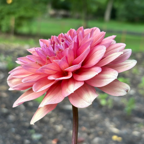 Chateau De La Bourdaisiere Dahlia Cutting Local Pickup ONLY - Dahlia Flowers In Bloom