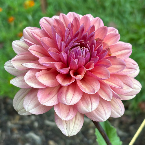 Chateau De La Bourdaisiere Dahlia Cutting Local Pickup ONLY - Dahlia Flowers In Bloom