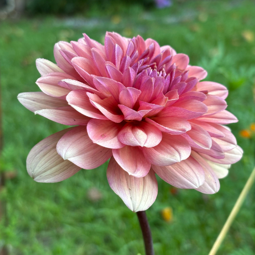 Chateau De La Bourdaisiere Dahlia Cutting Local Pickup ONLY - Dahlia Flowers In Bloom