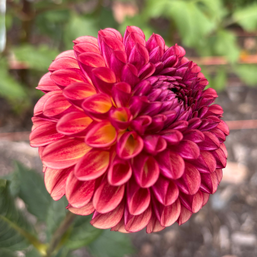 Copper Boy Dahlia Cutting Local Pickup ONLY - Dahlia Flowers In Bloom