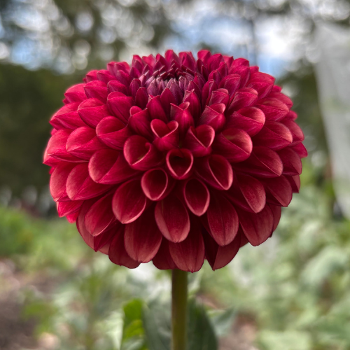 Copper Boy Dahlia Cutting Local Pickup ONLY - Dahlia Flowers In Bloom