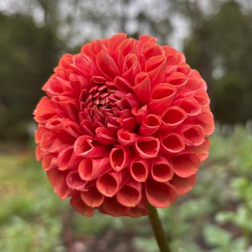 Cornel Bronze Dahlia