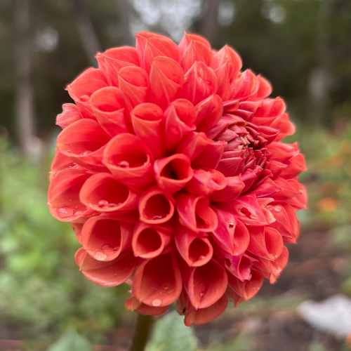 Cornel Bronze Dahlia