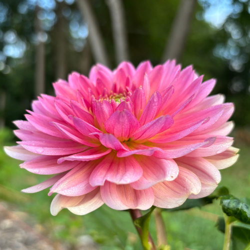 Fawn Dahlia Tuber - Dahlia Flowers In Bloom