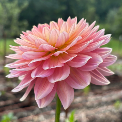 Fawn Dahlia Tuber - Dahlia Flowers In Bloom