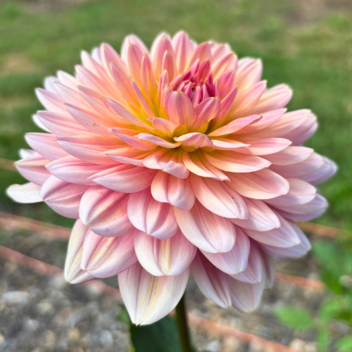Fawn Dahlia Tuber