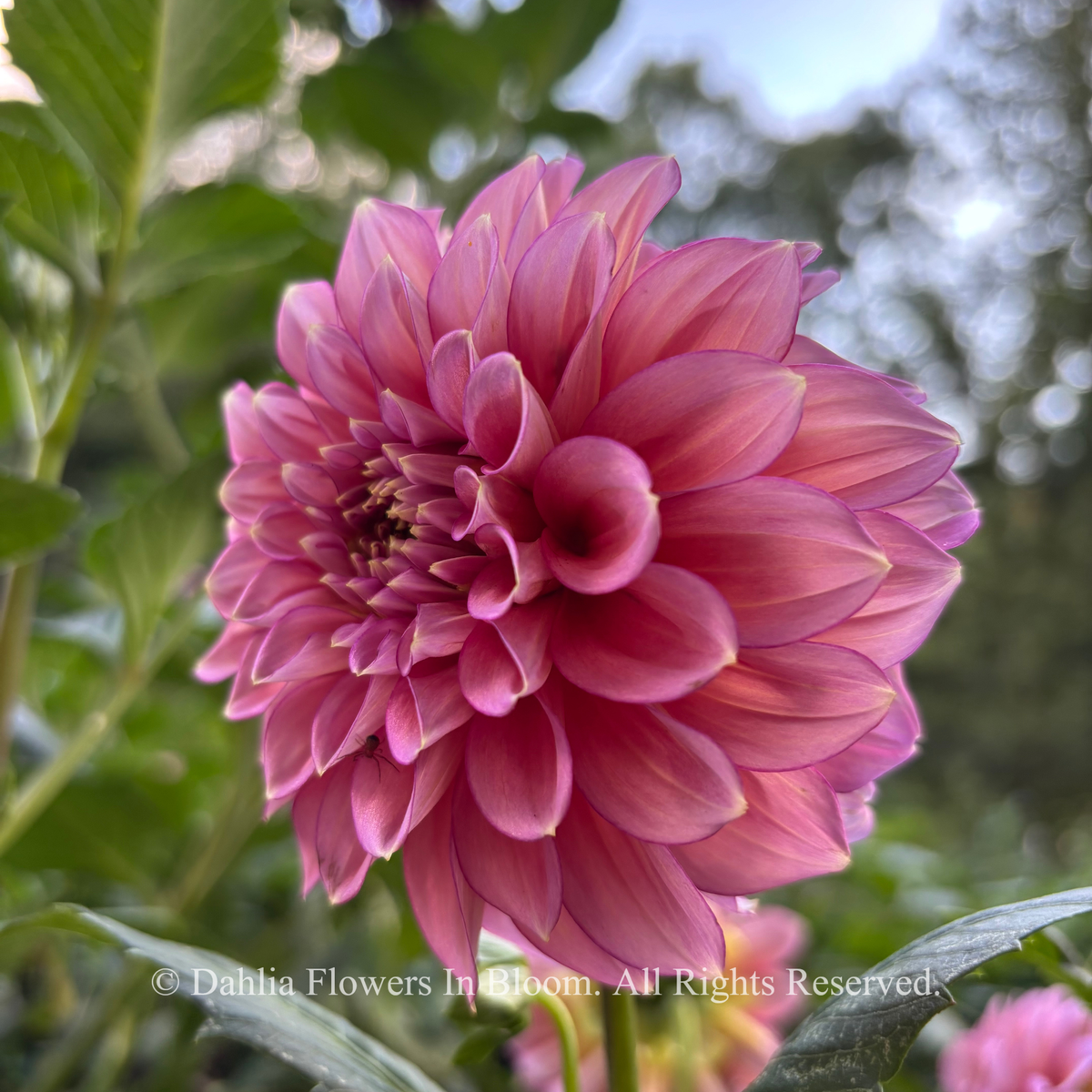Florelie Guava