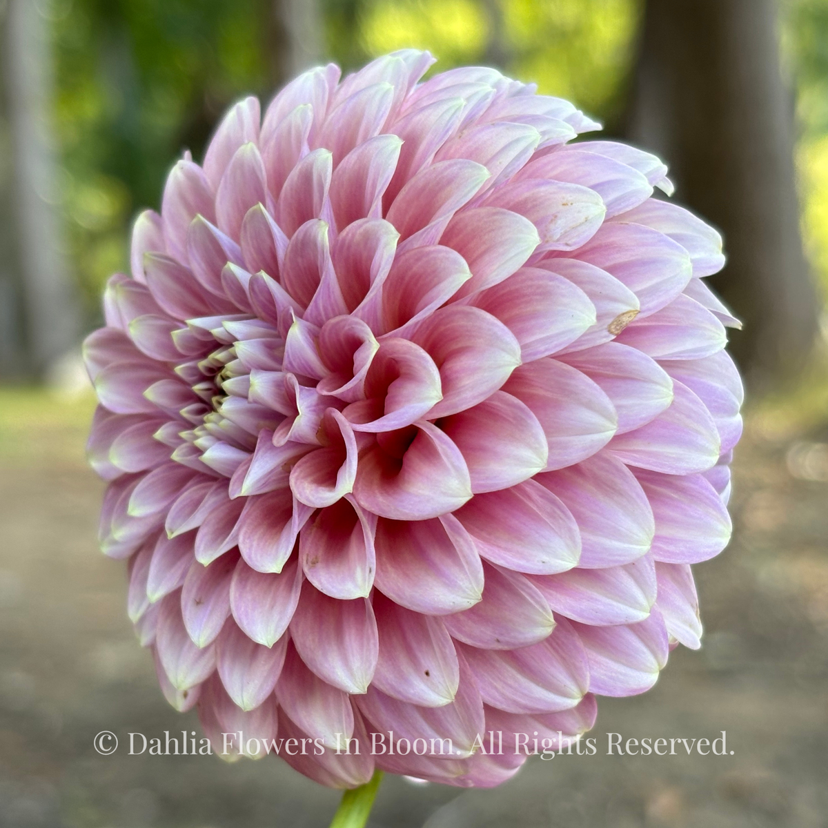 Florelie Oracle