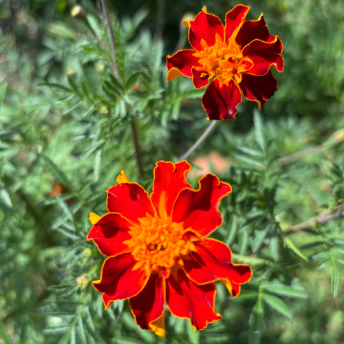 Marigold Seeds