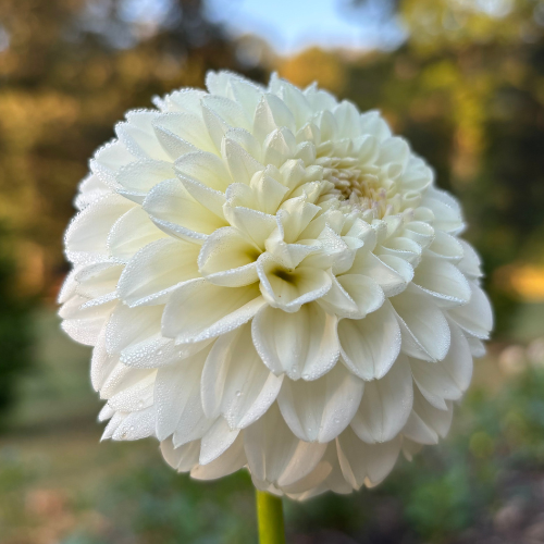 Ferncliff Crevasse Dahlia Tuber - Dahlia Flowers In Bloom