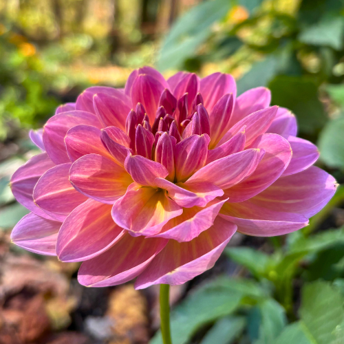Hapet Old Charm Dahlia Tuber