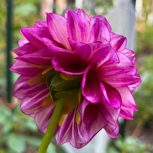 Hillcrest Jonathan Dahlia