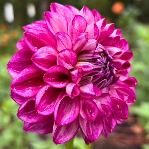Hillcrest Jonathan Dahlia