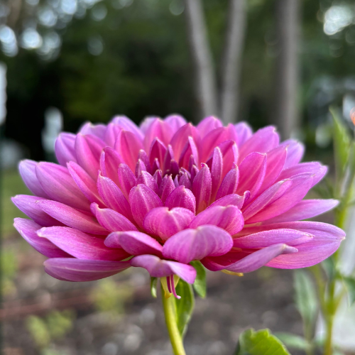 Hollyhill Daydream Dahlia Tuber - Dahlia Flowers In Bloom