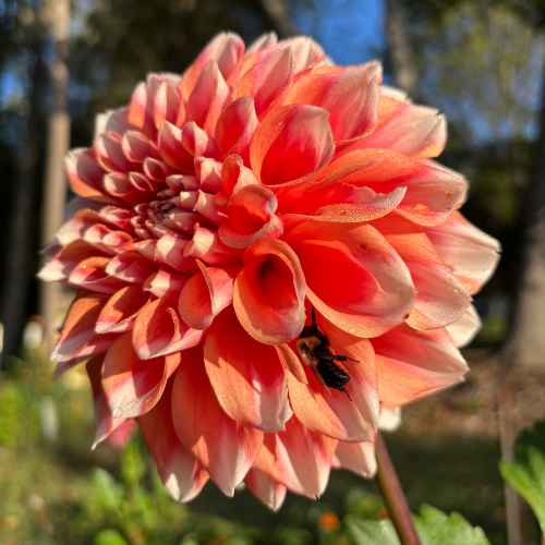 Hollyhill Orange Ice