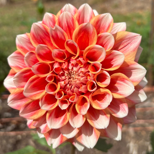 Hollyhill Orange Ice