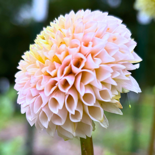 Irish D Porter Dahlia Tuber