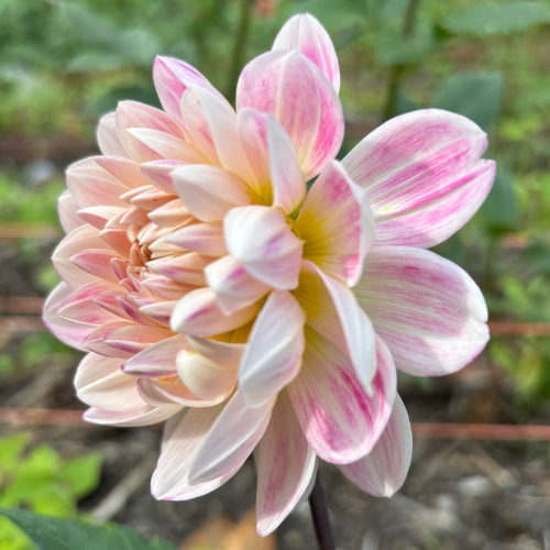 Kelgai Ann Dahlia Tuber