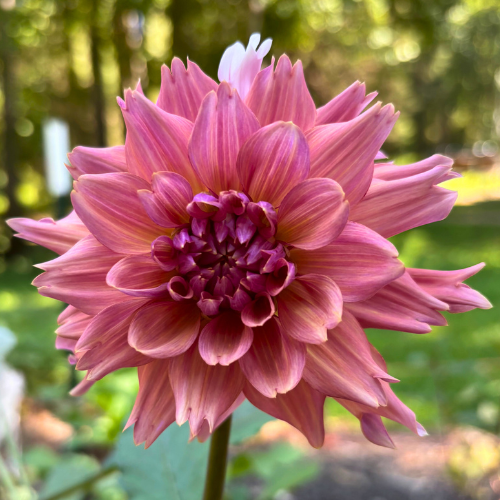 La Belle Epoque Dahlia Tuber - Dahlia Flowers In Bloom