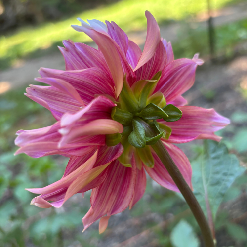La Belle Epoque Dahlia Tuber - Dahlia Flowers In Bloom