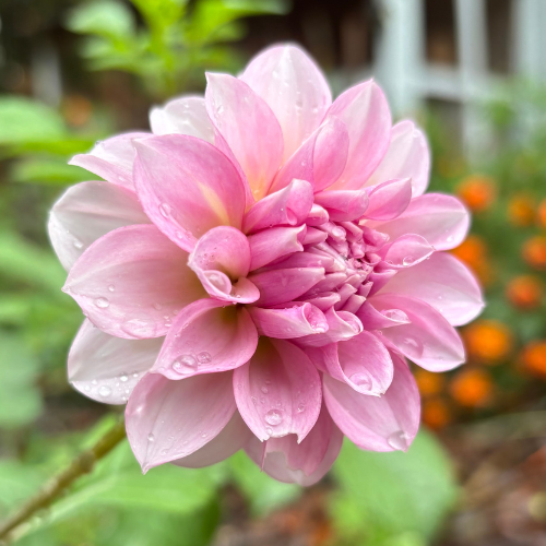 Levi's Confessor Dahlia
