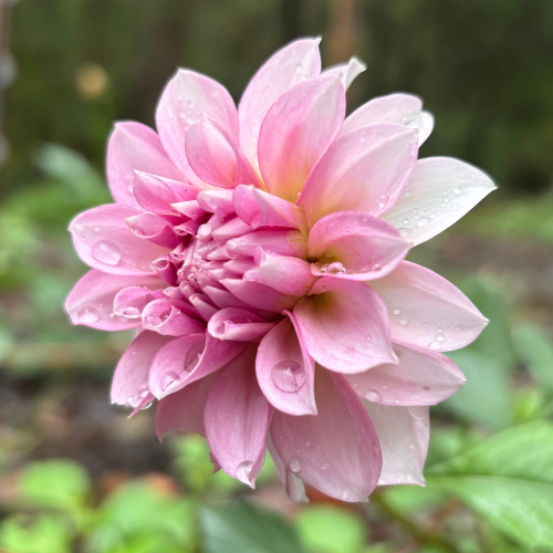 Levi's Confessor Dahlia