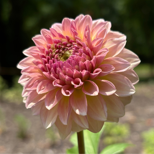 Levis Blue Smoke Dahlia
