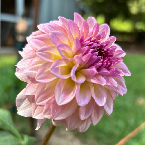 Levis Blue Smoke Dahlia