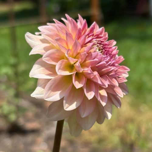 Levis Blue Smoke Dahlia