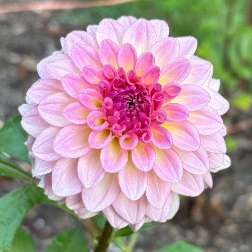 Levis Blue Smoke Dahlia