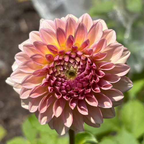 Levis Blue Smoke Dahlia