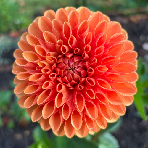 Maarn Dahlia Tuber - Dahlia Flowers In Bloom
