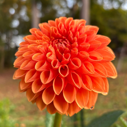 Maarn Dahlia Tuber - Dahlia Flowers In Bloom