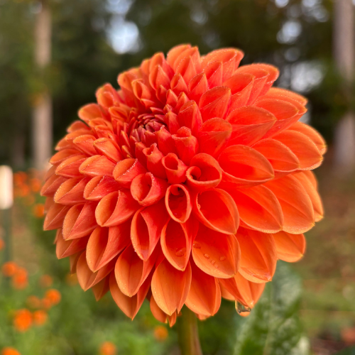 Maarn Dahlia Tuber - Dahlia Flowers In Bloom