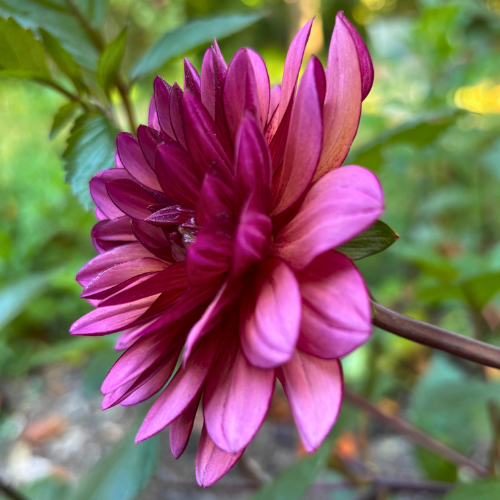 Molly Raven Dahlia