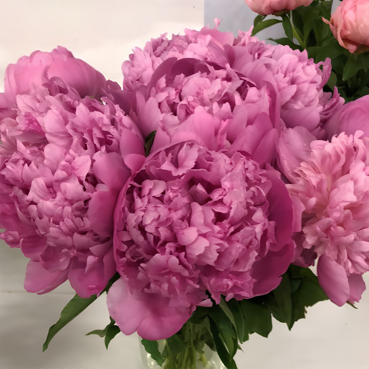 Monsieur Jules Elie Peony